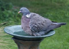 Wood Pigeon